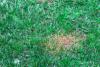 close up of Anthracnose in a green lawn