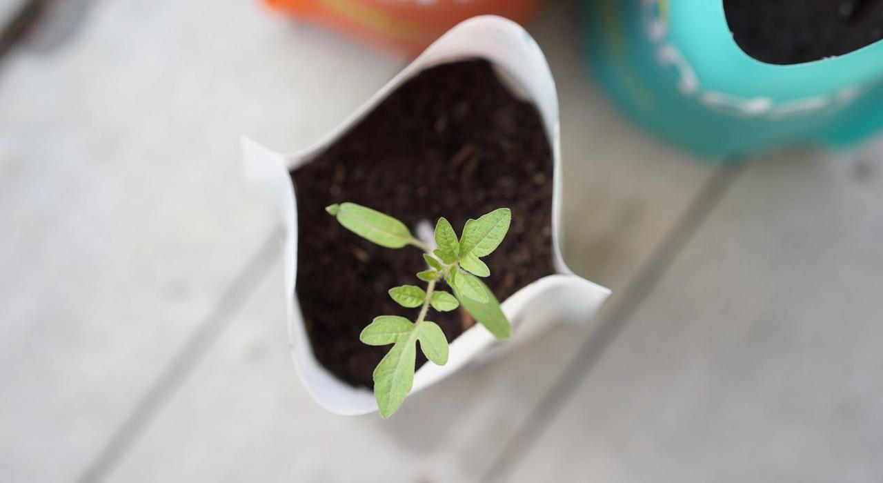 seedling started in pouch