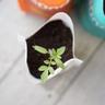seedling