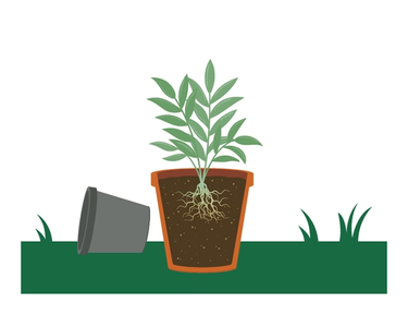 Place plant in container