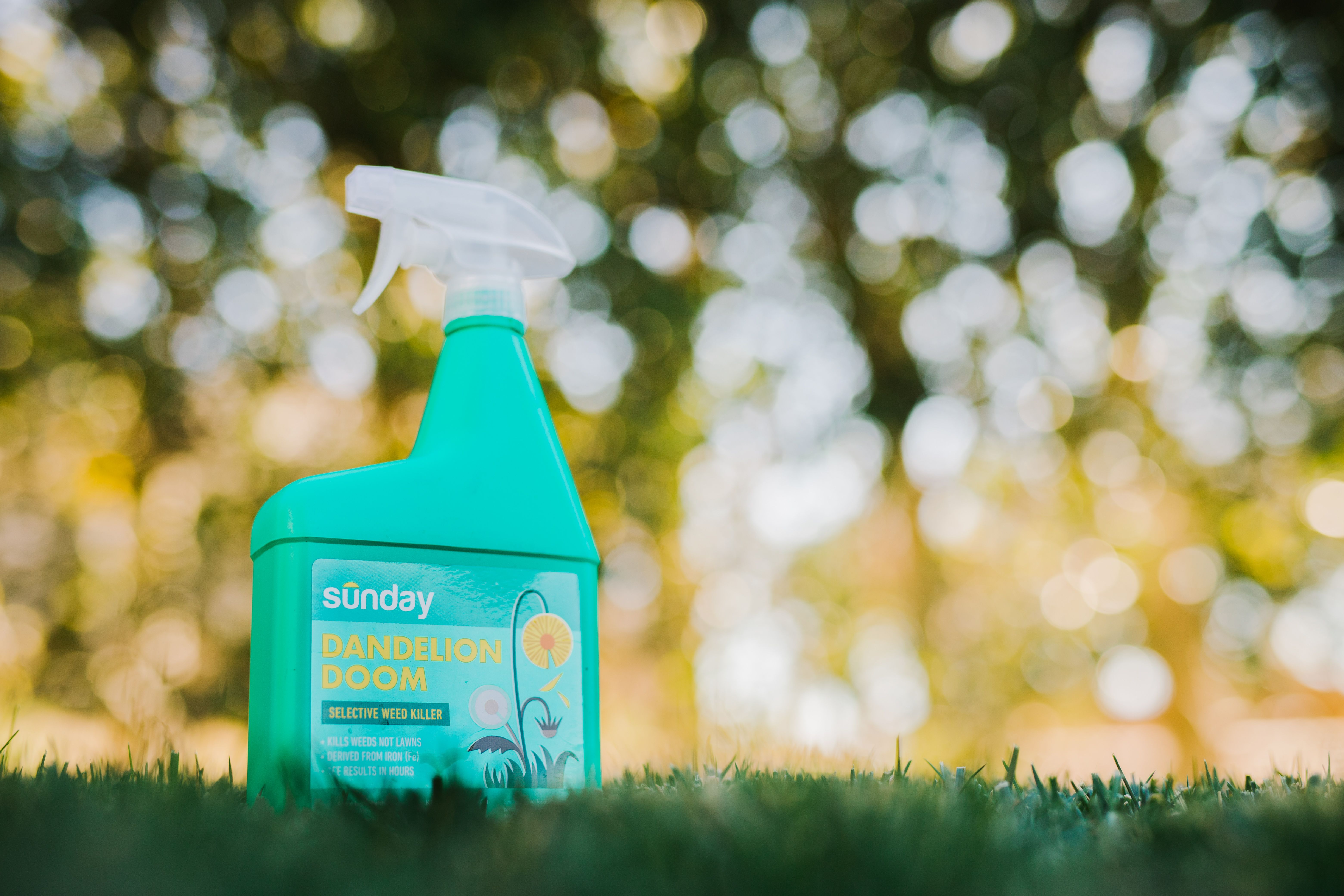 Sunday Dandelion Doom bottle on grass