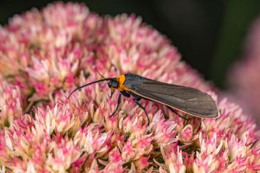 A moth pollinating a pink flower