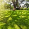 A lawn with lots of mature trees covering it