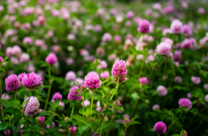 red clover in a lawn