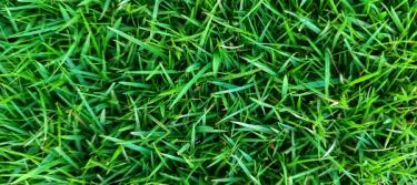 Zoysiagrass