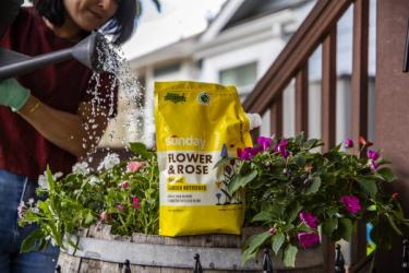Woman applying Flower & Rose Organic Garden Nutrients to flowers