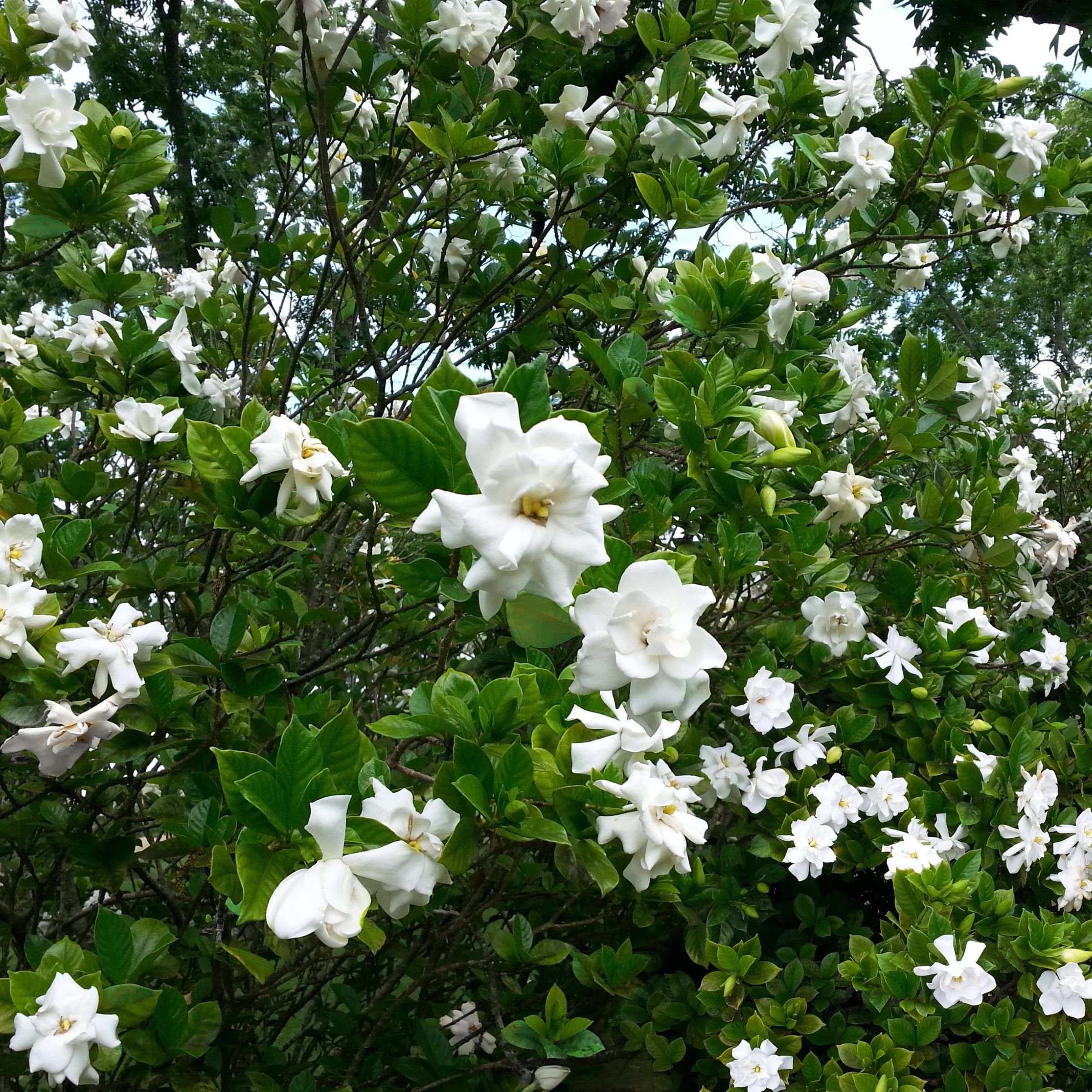 August Beauty Gardenia Shrub