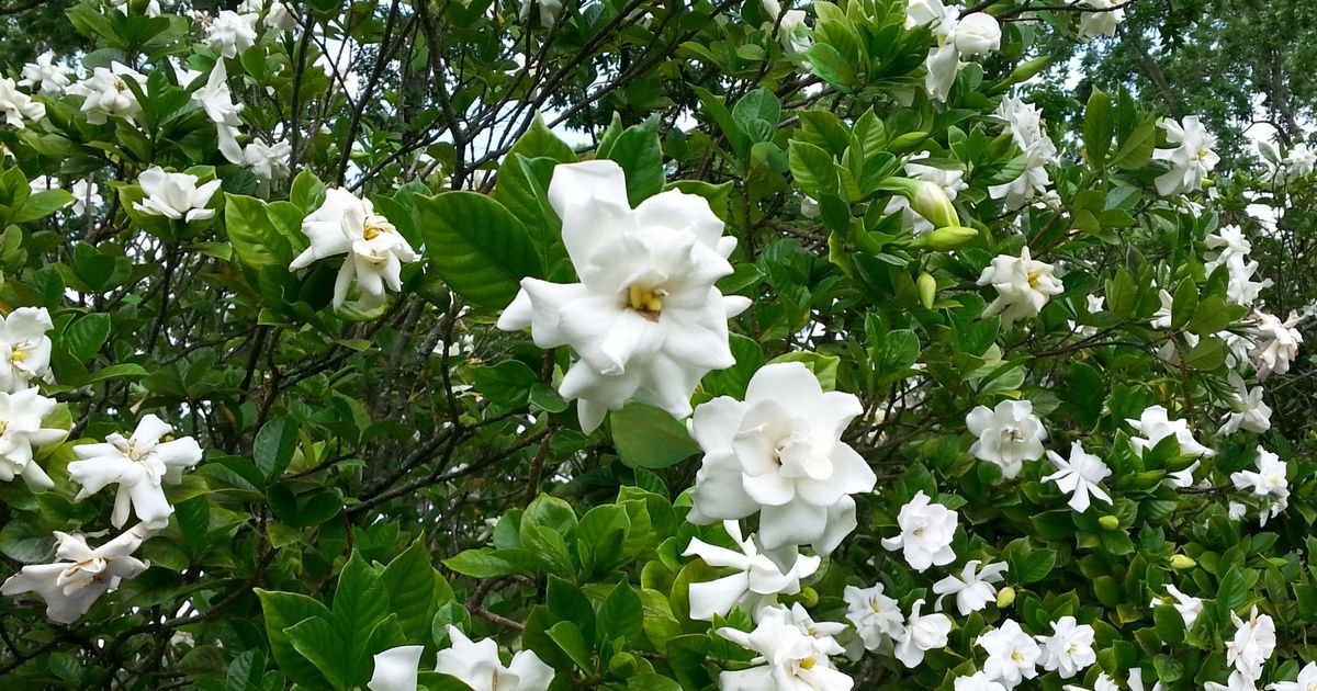 August Beauty Gardenia Shrub