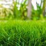Bermudagrass lawn