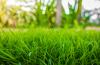 Bermudagrass lawn