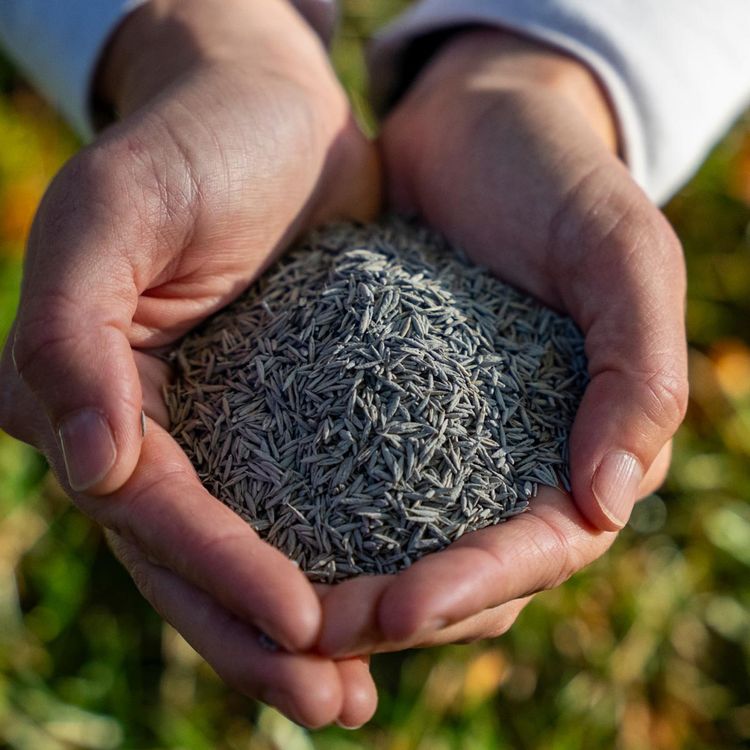 Hands holding grass seed