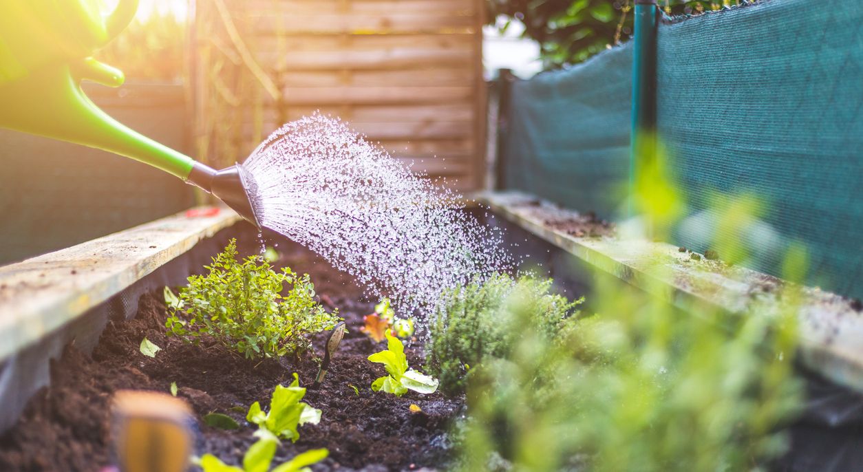 Image of watering raised bed garden with watering can