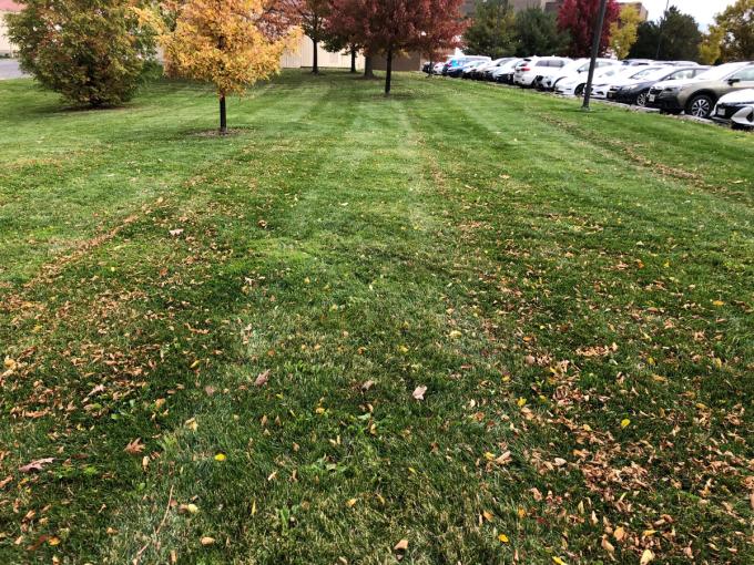 How to Mulch Fall Leaves — And Why It's Better Than Raking Sunday