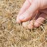 a hand touching dehydrated grass