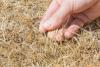 a hand touching dehydrated grass
