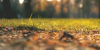 Leaves on the ground near grass