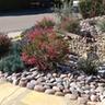 Drought tolerant landscaping