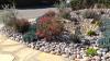 Drought tolerant landscaping