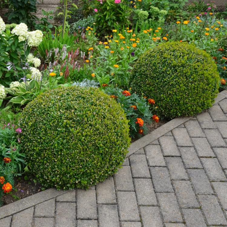 Wintergreen Boxwood Garden