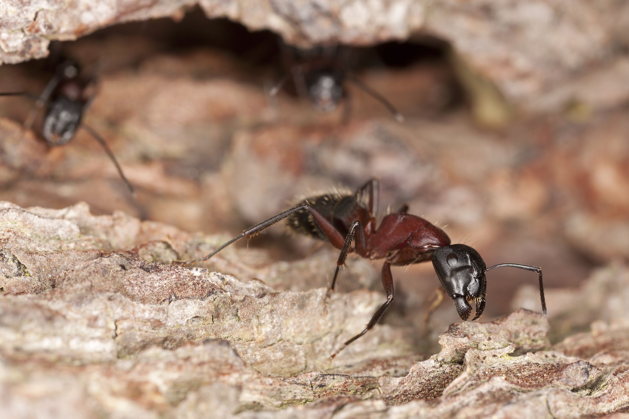 A carpenter ant crawling