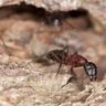 A carpenter ant crawling