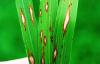 Damage from lawn disease on grass blades