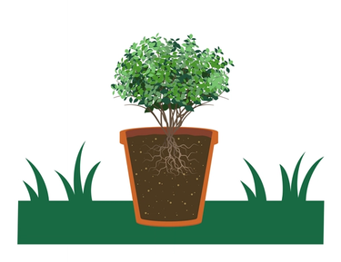 plant shrub in pot