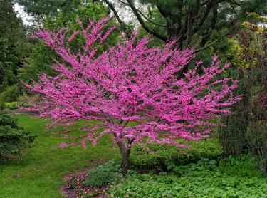 forest pansy redbud