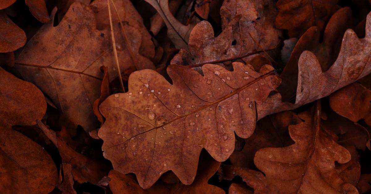 Why Fall Leaves Change Color Sunday Lawn Care