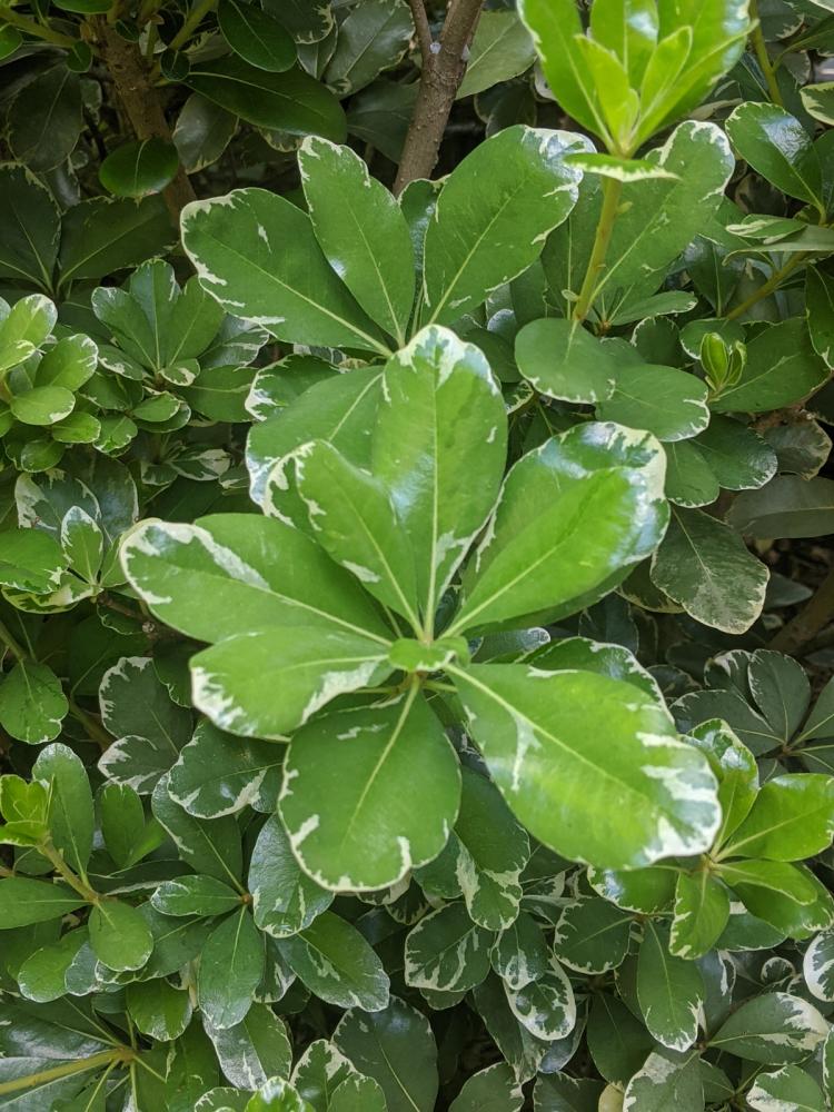 Variegated Pittosporum Foliage