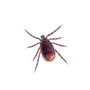 Brown Dog Tick (Rhipicephalus sanguineus)