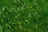 Weedy lawn covered in dandelions not yet flowering 