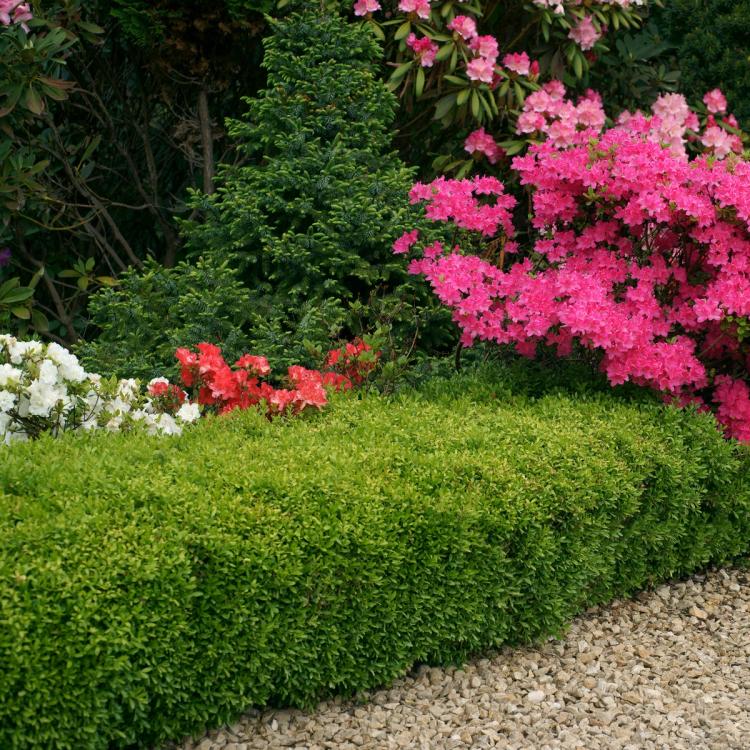 Wintergreen Boxwood Landscape