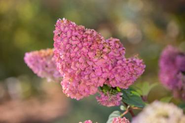 Strawberry Sundae Hydrangea