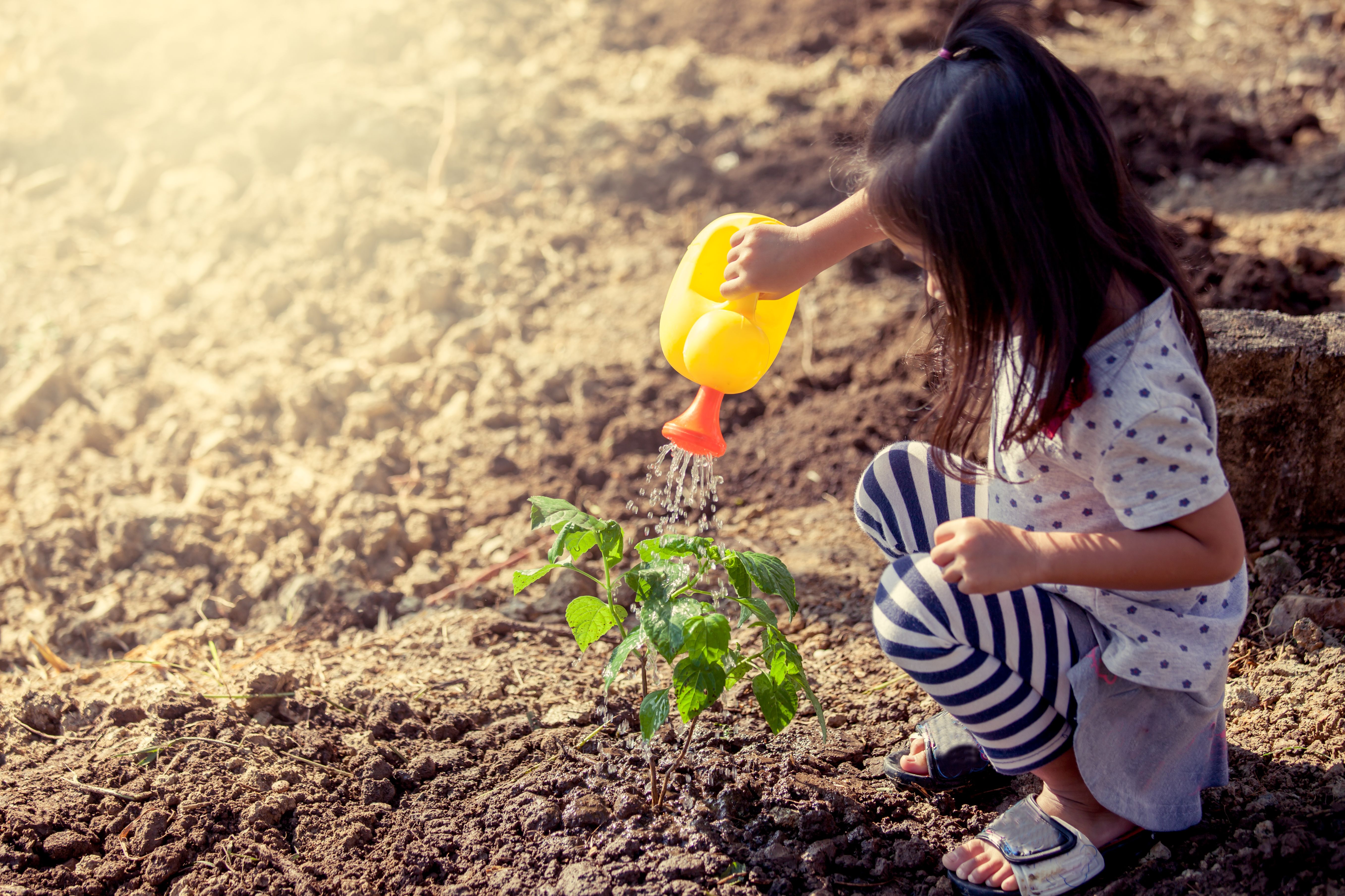A little girl watering a sapling