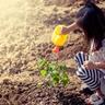 A little girl watering a sapling