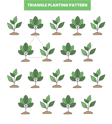 Triangle plant spacing pattern