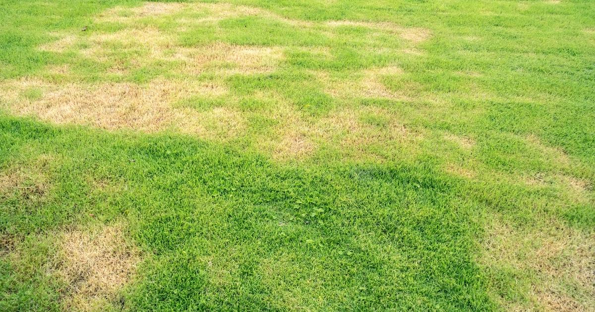 Brown and Yellow Patches in the Lawn Sunday Lawn Care