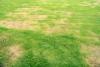Brown patch fungus on a lawn