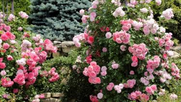 Berry White Hydrangea