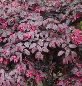Carolina Midnight Loropetalum Closeup