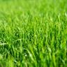 A closeup of grass
