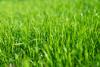 A closeup of grass