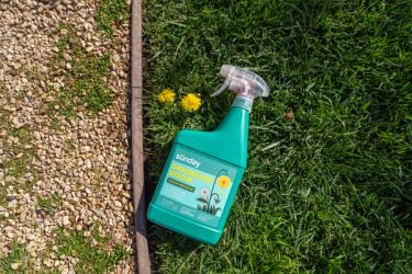 Sunday Dandelion Doom next to dandelion in lawn