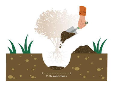 a hole to plant a shrub