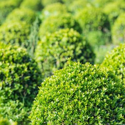 Wintergreen Boxwood Group