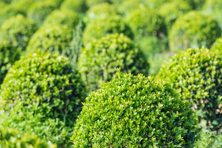 Wintergreen Boxwood Group