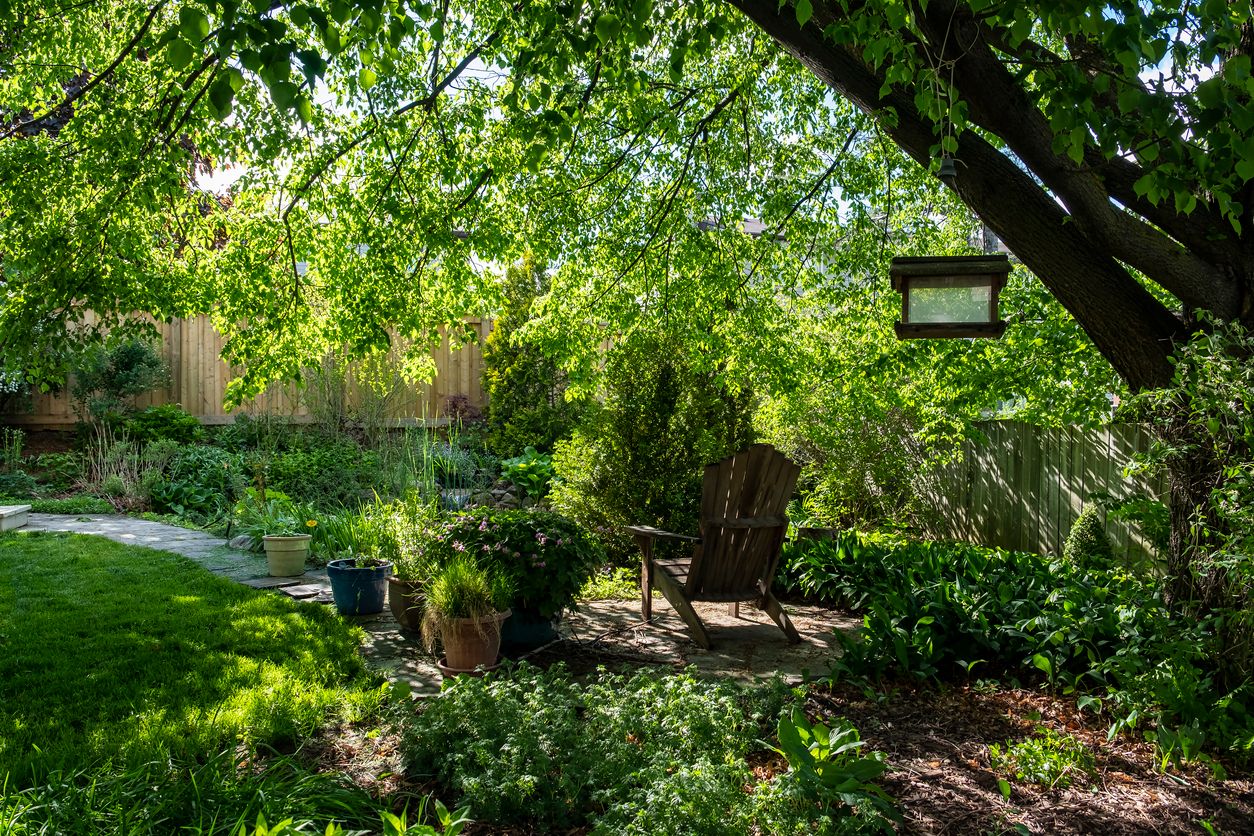 A bird-friendly backyard