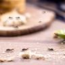 Ants crawling on a piece of wood