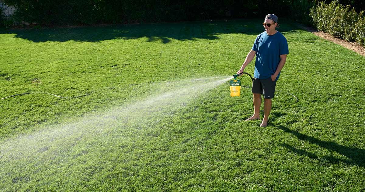 Person spraying Sunday Liquid Fertilizer on a green lawn with a hose end sprayer